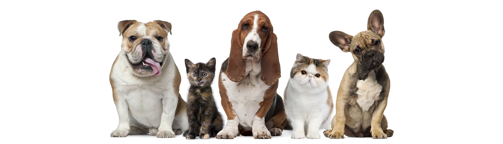http://cirugiatraumatologicaveterinaria.com.ar/wp-content/uploads/2020/04/contacto-header1.jpg