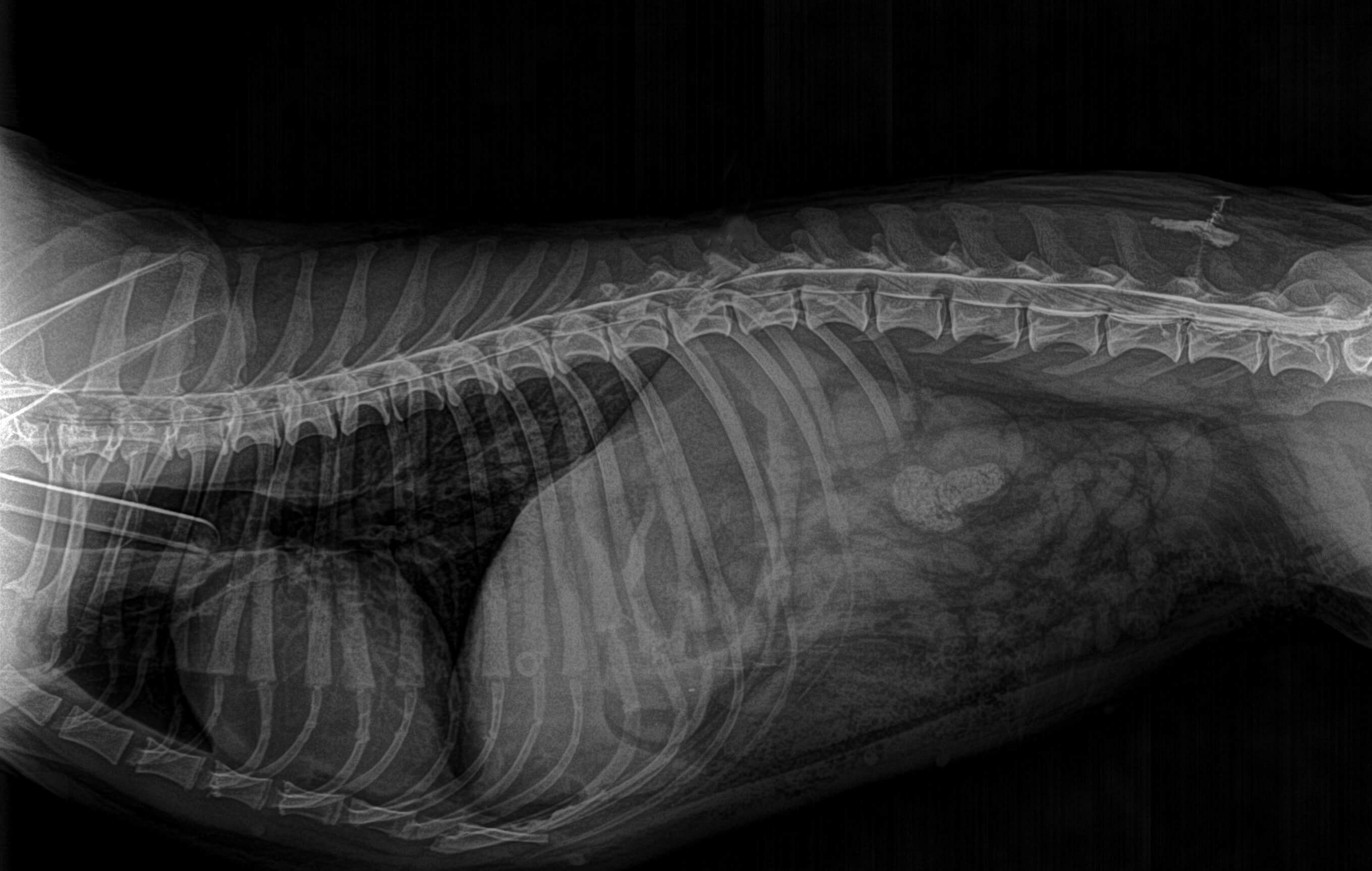 http://cirugiatraumatologicaveterinaria.com.ar/wp-content/uploads/2020/04/lesiones.jpg